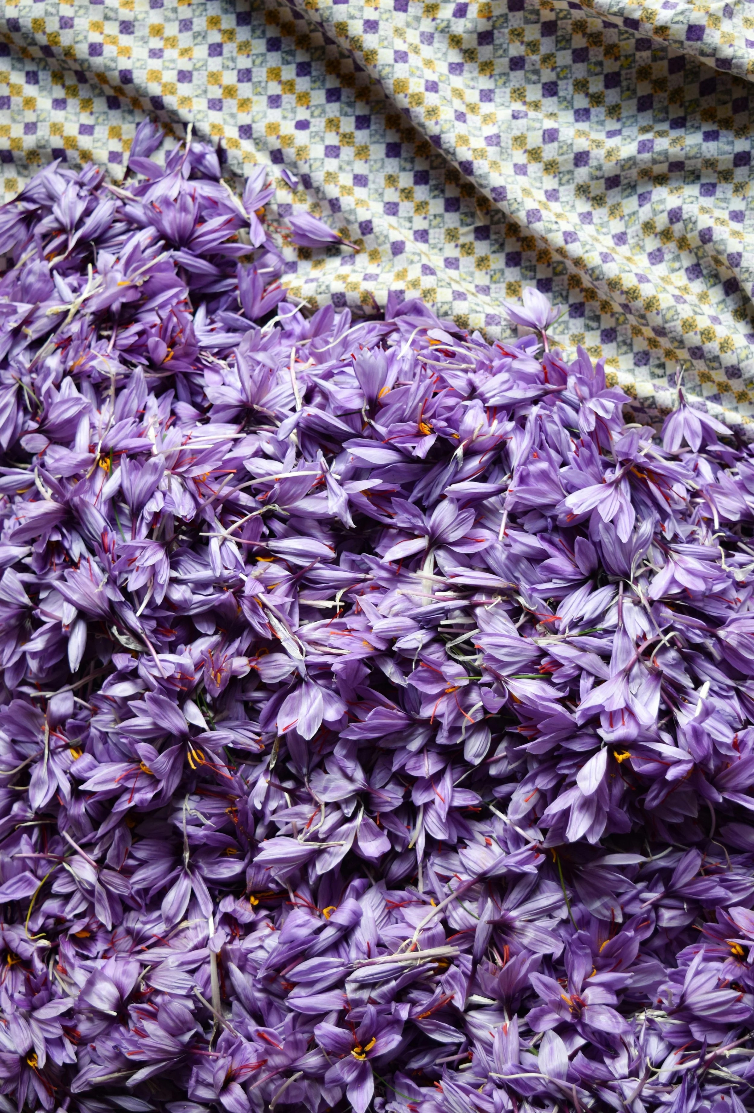 Image of lilac coloured saffron flowers